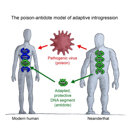human genomics Enard lab